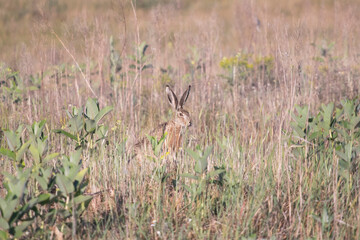 Beautiful wild european hare