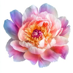 Obraz premium Colorful peony flower isolated on white.
