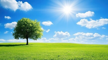 Obraz premium Serene Summer Meadow Landscape: Lone Tree Under Bright Sun