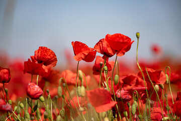 Poppie field in sunny day