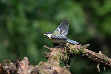 Great tit on the branch close-up