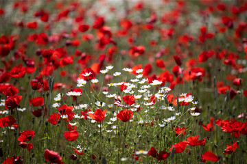 Poppie field in sunny day