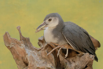 A white-breasted waterhen preys on a brown grasshopper. This long-legged bird has the scientific name Amaurornis phoenicurus.