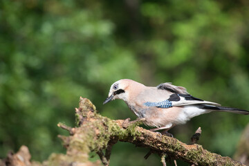 Eurasian Jay (Garrulus glandarius) on a branch in the forest