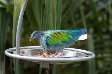 Nicobar Pigeon or Caloenas nicobarica, an exotic bird with iridescent green, blue, and golden...