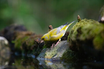European greenfinch (Chloris chloris)