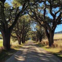Obraz premium Gravel road under ancient trees