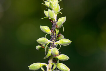 Aphids and ants on a plant, sap sucking insects, Aphidoidea, greenfly or blackfly, insect plague in the garden