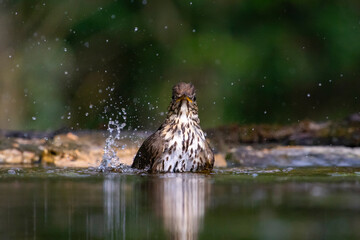 Song thrush (Turdus philomelos)