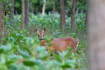 Roe deer hidden in the forest