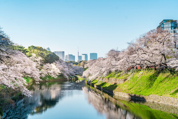 Fototapeta premium 桜咲く千鳥ヶ淵のお掘りと快晴の東京の風景