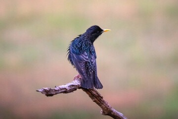 Common starling or European starling