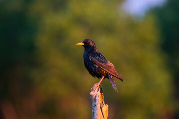 Common starling or European starling