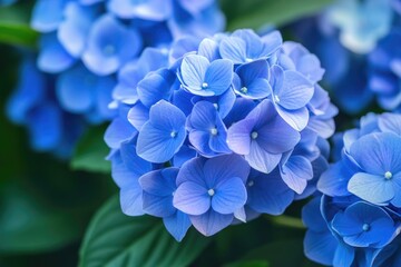 Close-up of a bunch of blue flowers