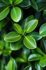 Close-up shot of a plant with green leaves