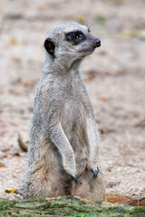 Meerkat, Suricata suricatta, standing upright on hind legs, scanning the surroundings. This small African mammal is known for its social behavior and sharp eyesight in dry environments