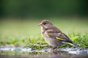 European greenfinch (Chloris chloris)