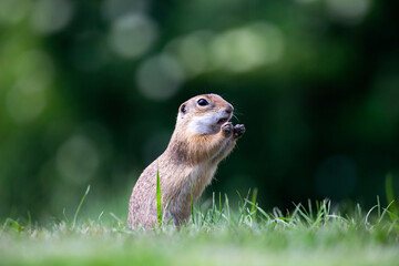 Funny ground squirrel