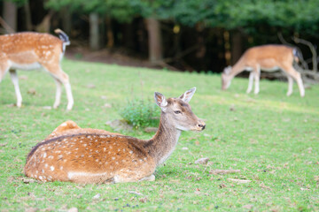 White tailed deer fawn on a meadow in autumn forest, wildlife in the woodland
