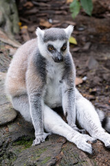 Ring-tailed lemur, Lemur catta, sitting on a tree trunk, its striped tail resting on the ground. The primate looks curiously around, surrounded by fallen leaves and tropical vegetation