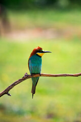 European bee eater, Merops apiaster. Common bee-eater. Close-up