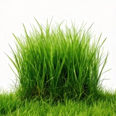Fototapeta premium High-Resolution Green Grass Patch on White