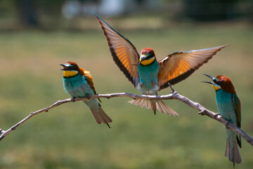European bee eater, Merops apiaster. Common bee-eater. Close-up