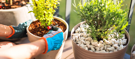 Female gardener with gloves planting flowers in pots on terrace. Spring gardening