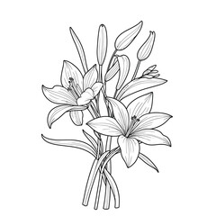 Obraz premium Hand drawn simple lily flower outline
