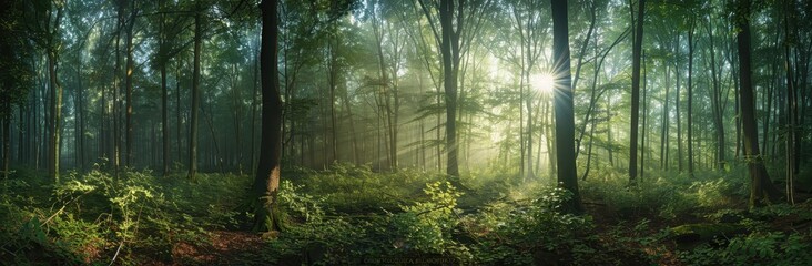 Obraz premium Sunlit Forest Path A Tranquil Nature Scene