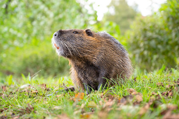 Nutria river rat, coypu herbivorous, semiaquatic rodent family Myocastoridae on the meadow, wildlife animals, habitant wetlands