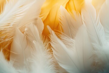 A detailed view of a collection of white feathers