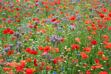 Meadow with poppy, daisy and flaxseed flowers, blooming wildflower field, nature in summer, environment and ecology concept