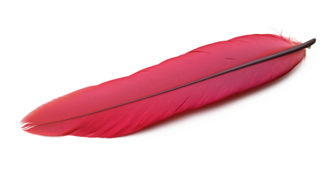 Red feather isolated on transparent background