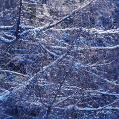 Tree branches under the snow.