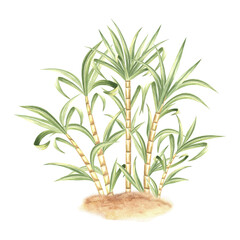 Sugar cane with leaves on grond. Bamboo. Hand drawn watercolor illustration isolate. Fresh sweet ripe stem for sugar production. Ingredient for rum, alcoholic drink. Clipart for food industry, textile