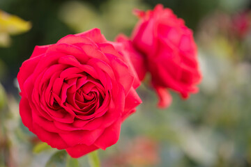 Vibrant red roses in full bloom in garden