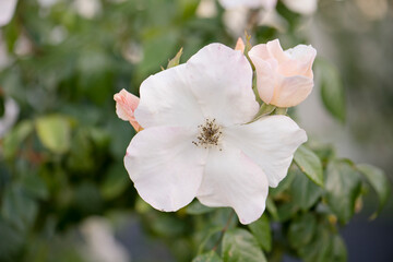 Elegant white rose in full bloom with buds