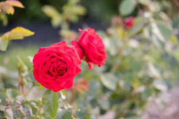 Bright red roses blooming beautifully in the garden