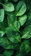 Fresh arugula leaves create a rich green texture resting on grass in a natural setting