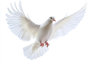 Fototapeta premium White dove in graceful flight against a clean backdrop
