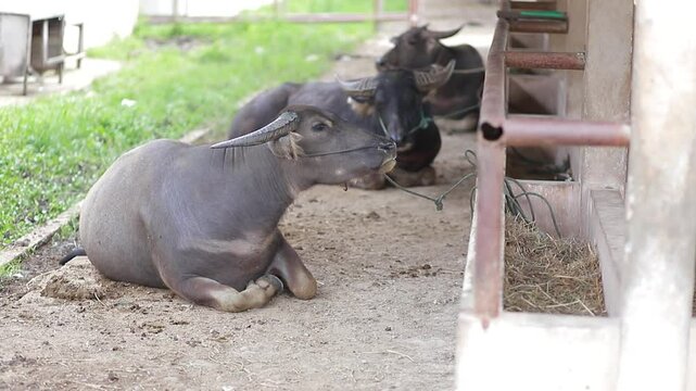 Three buffaloes tied up on the farm