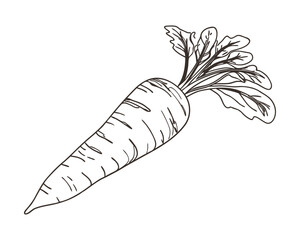 Hand-drawn carrot sketch illustration. Vintage-style etching, perfect for packaging, prints, menus, and digital designs.