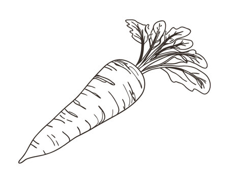 Hand-drawn carrot sketch illustration. Vintage-style etching, perfect for packaging, prints, menus, and digital designs.