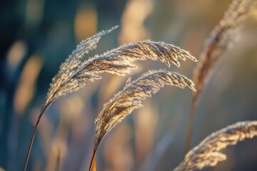 A detailed view of a bundle of tall grass, suitable for use in illustrations and designs where a natural element is required