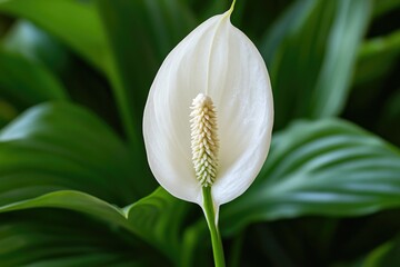 Obraz premium A close-up of a white flower with green leaves in the background, perfect for use in nature and botanical illustrations