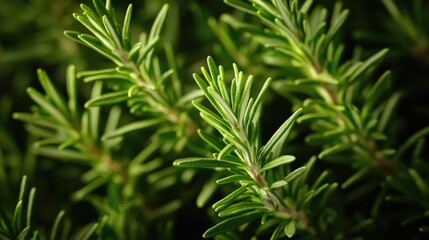 A detailed view of a plant's leaves