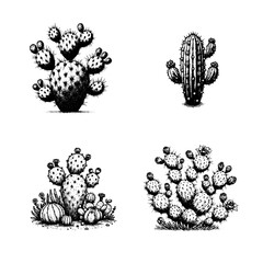 Prickly Pear Cactus (Opuntia)