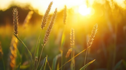 Fototapeta premium A serene scene of a field of grass with the sun setting in the background