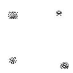 Obraz premium Venus Flytrap (Dionaea muscipula)